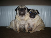 honden foto van Joke