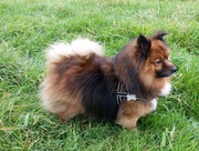 honden foto van Dominique en Gucci