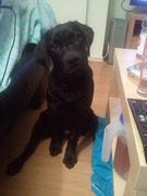 honden foto van purple