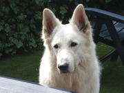 honden foto van Naomi