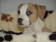 honden foto van Ilse