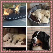 honden foto van sandy