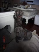 honden foto van jada