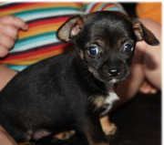 honden foto van Chelsey