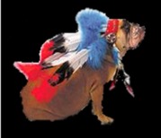 honden foto van johan