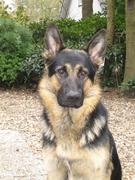 honden foto van Kylian