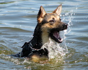 honden foto van Kyra_