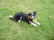 honden foto van Naomi<3Donna