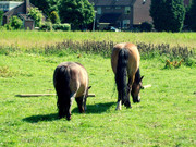 honden foto van naomi