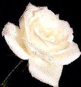 honden foto van Bbii