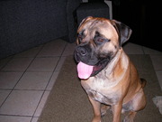 honden foto van riek