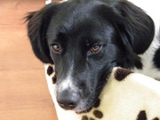 honden foto van david's hondje heet binkie