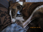 honden foto van DE ACHTERHOEKSE