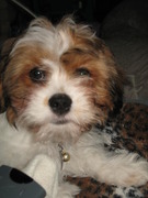 honden foto honden foto van anja