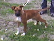 honden foto van Klikap