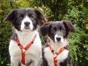 honden foto van Raland