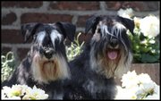 honden foto van Sjaan