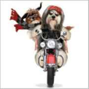 honden foto van Shifu