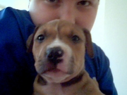 honden foto van angela