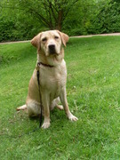 honden foto van Yosca