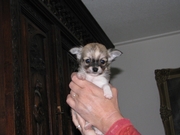 honden foto van wilma