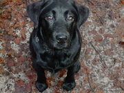 honden foto van Jen Modi en Borka† 