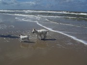 honden foto van gerda