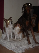 honden foto van Petra