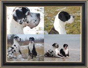 honden foto van corina