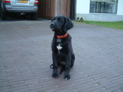 honden foto van Nienke