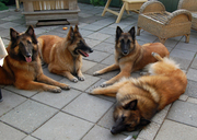 honden foto van Althuizen 