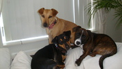 honden foto van annemique