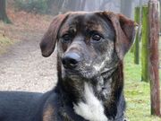 honden foto van Karin