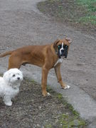 honden foto honden foto van samantha