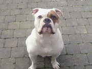 honden foto van thirza