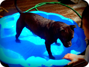 honden foto van anke