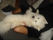 honden foto van Madhi, Mark en Fynn