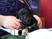 honden foto honden foto van Annemieke