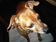 honden foto van Sensemilla