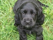 honden foto van Davina Lemmens