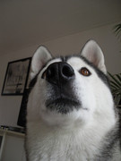 honden foto van nathalie