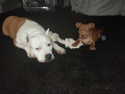 honden foto van Viper