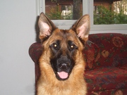 honden foto honden foto van Cat