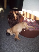 honden foto van paula willems