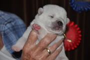 honden foto van Kishu kennel of Mogéki