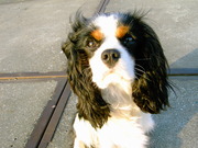 honden foto van steefje