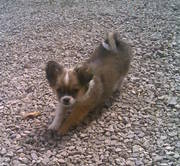 honden foto van wendy