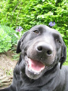 honden foto van Bart