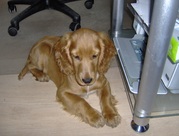 honden foto honden foto van Jasmine