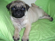 honden foto honden foto van W